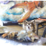 大漁亭 - 店内ペット同伴OK！