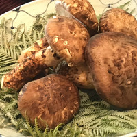 松川 - 目の前に運ばれてきた長野の特大松茸。