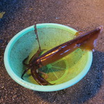 유가네신포차 - 산오징어(サンオンジオ/活きイカ刺身)時価(この日は25000₩)