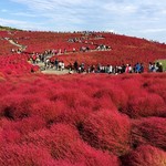 ひたち海浜公園中央口売店 - 紅葉したコキアの絶景が