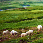 ラム肉バル 結 - 