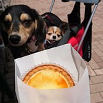 GATEAU DES CLOCHETTE - チーズタルト   プレーン     ￥300