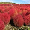 五浦ハム 国営ひたち海浜公園