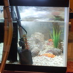 神戸牛すてーき　健 - 伊勢えびとアワビがさっきまでこの中にいたのよ。。。