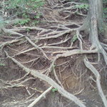 旅行人山荘 - ５万坪の専用散策林にある木の根っこの階段