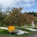 豊田りんご園 - リンゴ狩りができるりんご園