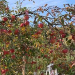 豊田りんご園 - りんご園内（品種：サンふじ）