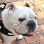 リトル ランカ - 