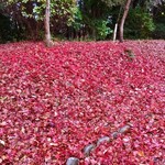 Shukugetsu - 紅葉の絨毯が赤い
      凄すぎるパワースポットよね
      こんぴらさんって。