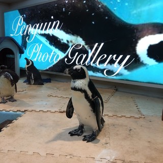 東京動物園 ＜ペンギンのいるBAR 池袋＞ | puzzle inc.