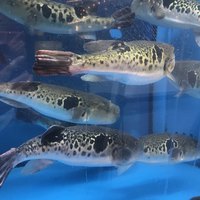 蟹･河豚専門 蟹吉WEST なんば道頓堀 - 