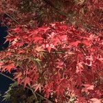 Hiiragiya - 平等院  参道の燃えるような紅葉