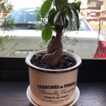 とんぼ玉&Cafe 小さな探究室 - 窓際の樹。