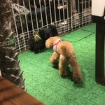 ドッグラン&カフェバー ノンノバドール - 