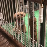 ドッグラン&カフェバー ノンノバドール - 