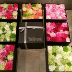 Nicolai Bergmann NOMU - 