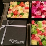 Nicolai Bergmann NOMU - 
