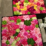 Nicolai Bergmann NOMU - 