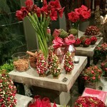 Nicolai Bergmann NOMU - 