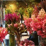 Nicolai Bergmann NOMU - 