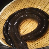 入谷鬼子母神門前のだや - 
