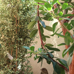 Terrazza Aperol - ミラノのスズメが一羽〜♬