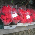 Ode - 途中で見かけたポインセチア