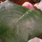 カハラ - 藤三七