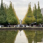 97307618 - 【2018.11.19】外苑イチョウ並木の黄葉。少し早かったようです。