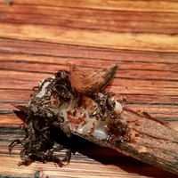 クラフタル - 
