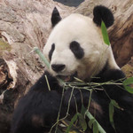 チカショク さくら  - お父さんパンダのリーリーは美味しそうに笹を食べてたよ。
      あいかわらずイケパンです。
      またいっぱい写真を撮っちゃいました。