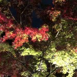 御料理 光安 - 永観堂ライトアップ