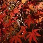 御料理 光安 - 永観堂ライトアップ