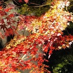 御料理 光安 - 永観堂ライトアップ