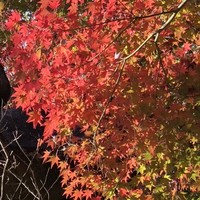 御料理 光安 - 永観堂ライトアップ