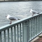築地魚河岸 海鮮 - その他写真:おまけ。二羽に(笑)
誤解しないでくださいね。餌付けは全くしていません