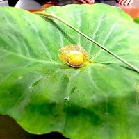 草片 - 