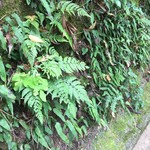 うどん本陣 山田家 - 自然の山野草の良さ