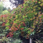 うどん本陣 山田家 - そういえば大阪では紅葉の天ぷらとかなかったですかね？