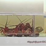 鉄板焼 しろや 銀座亭 - 