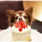 ソウルドレッシング - 犬用ケーキは持ち込み