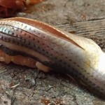 羽田市場 ギンザセブン - 