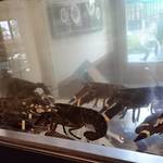 自家製生麺専門 プレミアム ポタパスタ カフェ リゾート - 店内の水槽