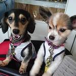 自家製生麺専門 プレミアム ポタパスタ カフェ リゾート - フォカッチャに釘付けの愛犬達