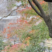 そば茶寮 澤正 - 