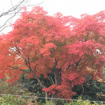 一畑山薬師寺 食堂 - 駐車場の紅葉