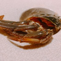 茶禅華 - 
