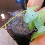 糸島会席風音 - 