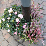 Granaio Cordusio - ヴィオレッタ発見〜♬