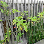 海鮮めし屋 磯人 - 